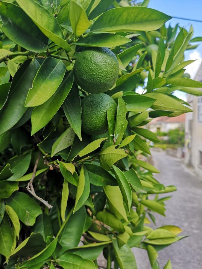 Casa Segota Hotell Veli Iž Eksteriør bilde